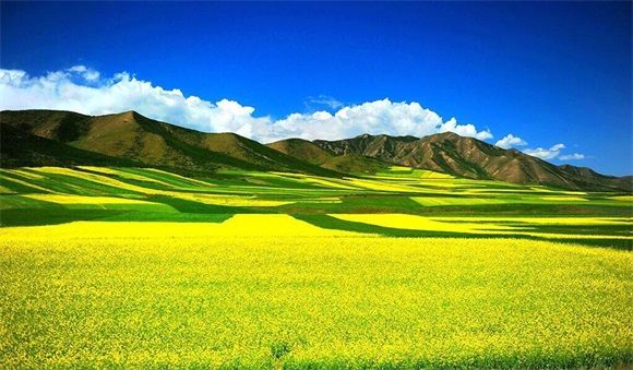 昭苏油菜花