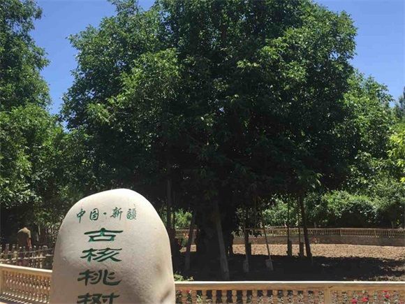 核桃王